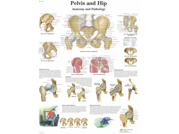 Anatomie Poster Heup en Bekken, papier