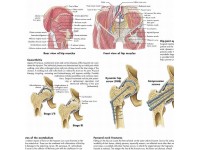 Anatomie Poster Heup en Bekken, papier
