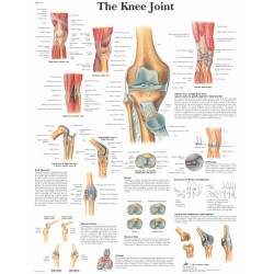 Anatomie Poster Knie, papier Anatomie Poster Knie, papier