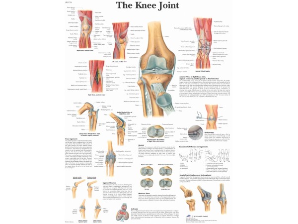Anatomie Poster Knie, gelamineerd