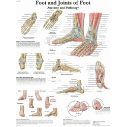 Anatomie Poster Voet en Enkel, papier Anatomie Poster Voet en Enkel, papier