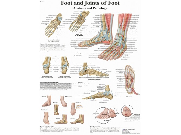 Anatomie Poster Voet en Enkel, gelamineerd