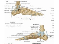 Anatomie Poster Voet en Enkel, gelamineerd