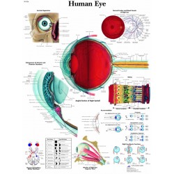 Anatomie Poster Oog, papier Anatomie Poster Oog, papier