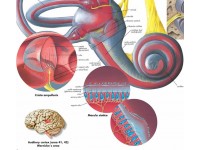 Anatomie Poster Oor, papier