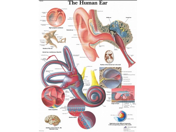 Anatomie Poster Oor, papier