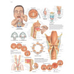 Anatomie Poster Larynx-strottenhoofd, papier Anatomie Poster Larynx-strottenhoofd, papier