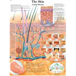 Anatomie Poster Huid, gelamineerd Anatomie Poster Huid, gelamineerd