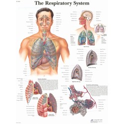 Anatomie Poster Ademhalingsstelsel, papier Anatomie Poster Ademhalingsstelsel, papier