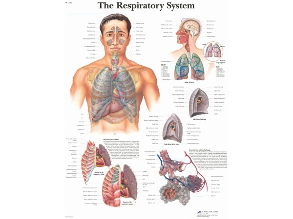 Anatomie Poster Ademhalingsstelsel, gelamineerd