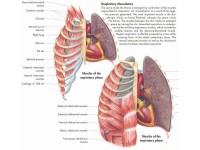 Anatomie Poster Ademhalingsstelsel, gelamineerd