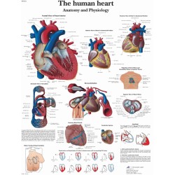 Anatomie Poster Hart, gelamineerd