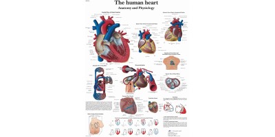 Anatomie Poster Hart, gelamineerd