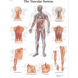 Anatomie Poster Vaatstelsel, papier Anatomie Poster Vaatstelsel, papier