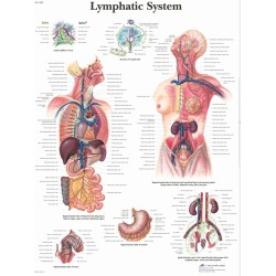 Anatomie Poster Lymfestelsel, gelamineerd Anatomie Poster Lymfestelsel, gelamineerd