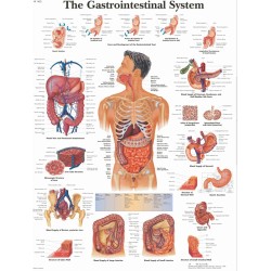 Anatomie Poster Maag-darmstelsel, gelamineerd