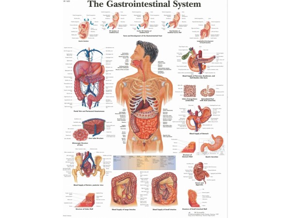Anatomie Poster Maag-darmstelsel, gelamineerd