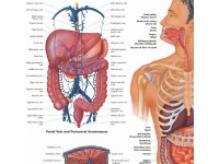 Anatomie Poster Maag-darmstelsel, gelamineerd