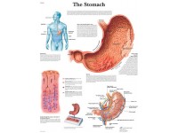Anatomie Poster Maag, gelamineerd
