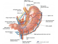 Anatomie Poster Maag, papier