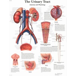 Anatomie Poster Urinair Systeem, papier Anatomie Poster Urinair Systeem, papier