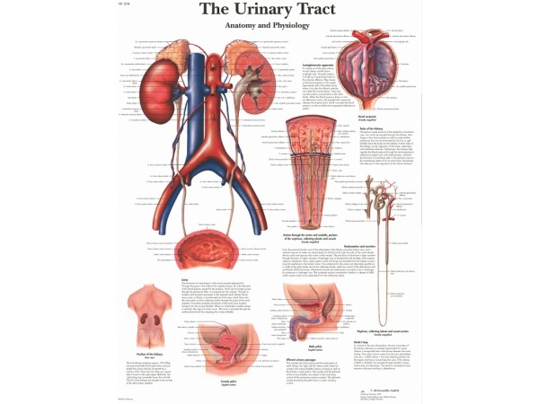 Anatomie Poster Urinair Systeem, gelamineerd