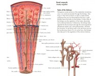 Anatomie Poster Urinair Systeem, papier