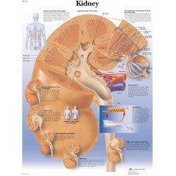 Anatomie Poster Nier, papier Anatomie Poster Nier, papier