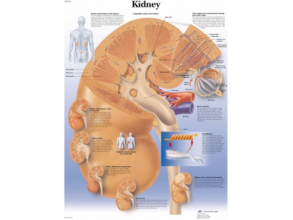 Anatomie Poster Nier, papier
