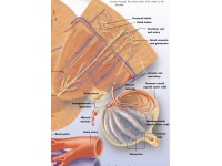 Anatomie Poster Nier, papier