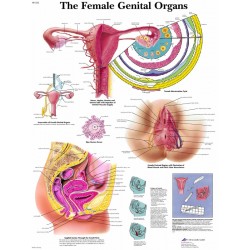 Anatomie Poster Vrouwelijke Geslachtsorganen, papier Anatomie Poster Vrouwelijke Geslachtsorganen, papier