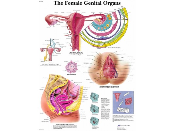 Anatomie Poster Vrouwelijke Geslachtsorganen, gelamineerd