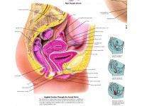 Anatomie Poster Vrouwelijke Geslachtsorganen, gelamineerd
