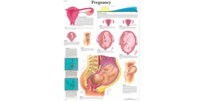 Anatomie Poster Zwangerschap, gelamineerd