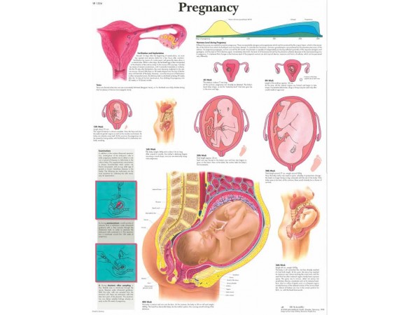 Anatomie Poster Zwangerschap, gelamineerd