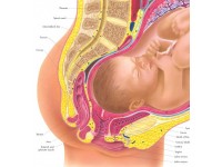 Anatomie Poster Zwangerschap, papier