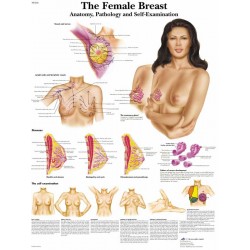 Vrouwelijke borst, gelamineerde wandplaat
