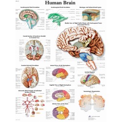 Anatomie Poster Hersenen, papier Anatomie Poster Hersenen, papier