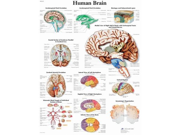 Anatomie Poster Hersenen, gelamineerd