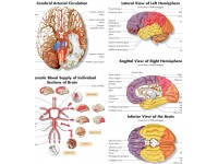 Anatomie Poster Hersenen, papier