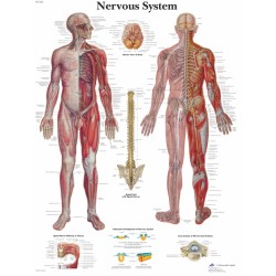 Anatomie Poster Zenuwstelsel, papier Anatomie Poster Zenuwstelsel, papier