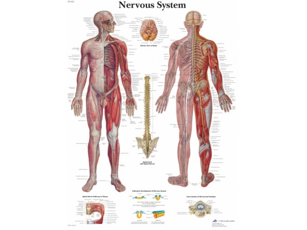 Anatomie Poster Zenuwstelsel, papier