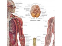Anatomie Poster Zenuwstelsel, papier