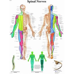 Anatomie Poster Spinale Zenuwen, papier Anatomie Poster Spinale Zenuwen, papier