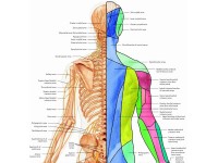 Anatomie Poster Spinale Zenuwen, papier
