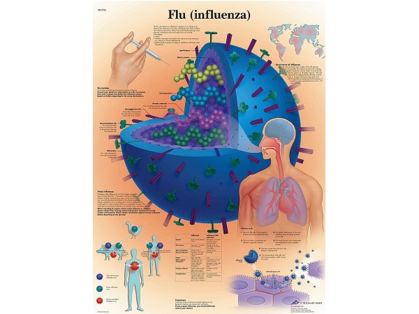Anatomie Poster Griep, gelamineerd
