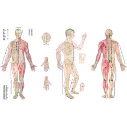 Body Acupuncture, gelamineerde wandplaat Body Acupuncture, gelamineerde wandplaat
