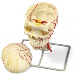 Neurovasculaire Schedel