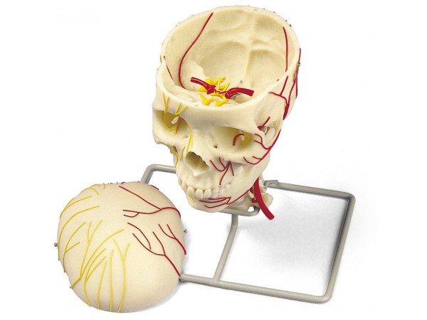 Neurovasculaire Schedel