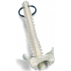 Sleutelhanger Wervelkolom Sleutelhanger Wervelkolom